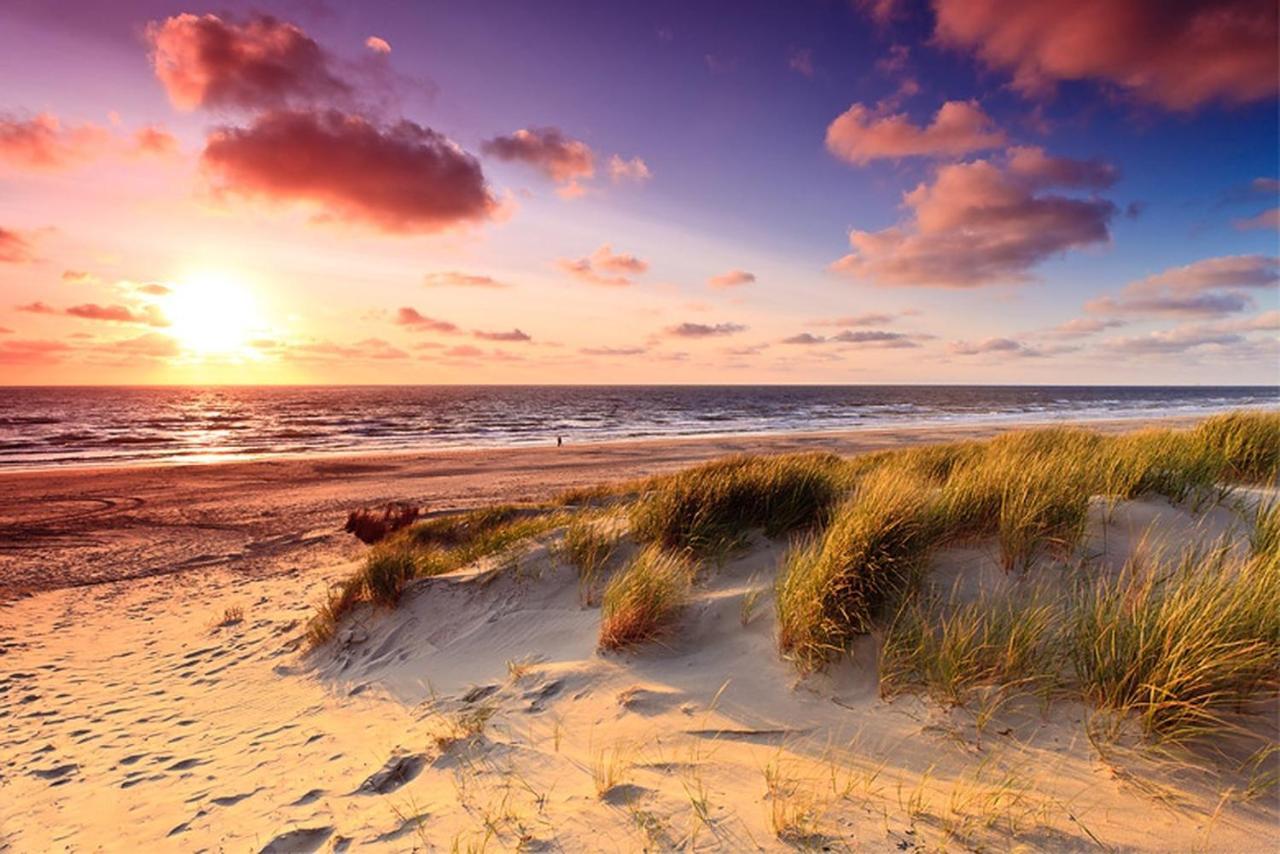 Scottish Thistle Zandvoort Luaran gambar